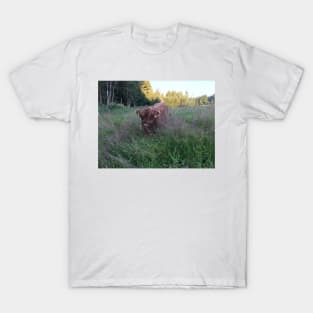 Scottish Highland Cattle Calf 1476 T-Shirt